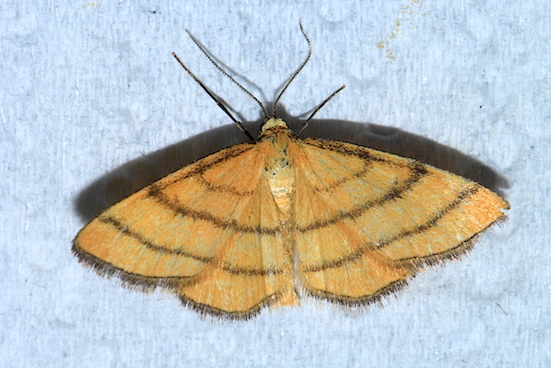 Idaea aureolaria? Sì